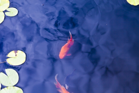 Beautiful fishes float in a pond among water-liliesの写真素材