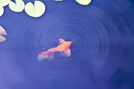 Beautiful fishes float in a pond among water-liliesの写真素材