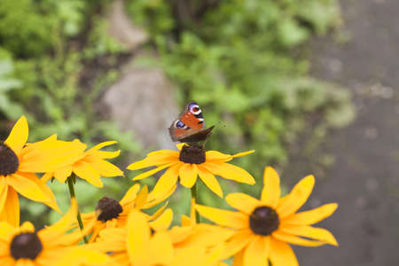 The butterfly sits on a yellow flower in the bright sunny dayの写真素材