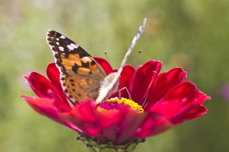 The butterfly sits on a flower in beams of a bright sunの写真素材