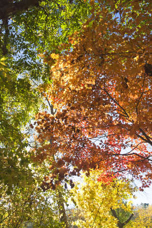 Autumn leaves in the light of the bright autumn sun are going to fly from trees