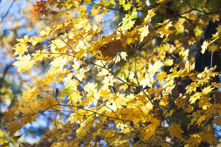 Autumn leaves in the light of the bright autumn sun are going to fly from trees