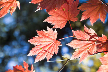 Autumn leaves in the light of the bright autumn sun are going to fly from treesの写真素材