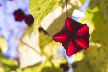 Autumn flowers on trees in beams of the autumn sunの写真素材