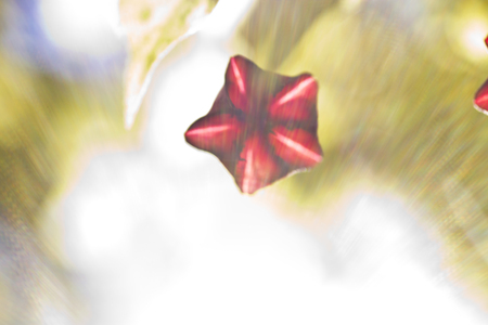 Autumn flowers on trees in beams of the autumn sunの写真素材