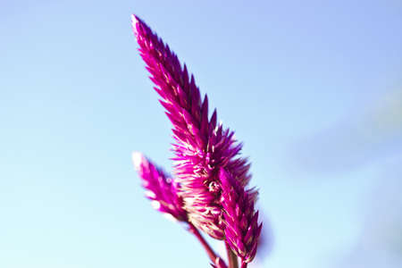 Autumn flowers on trees in beams of the autumn sunの写真素材