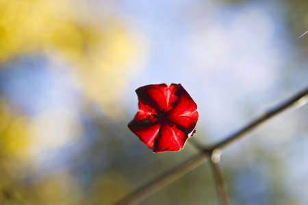 Autumn leaves in the light of the bright autumn sun are going to fly from treesの写真素材