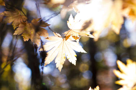 Autumn leaves in the light of the bright autumn sun are going to fly from treesの写真素材