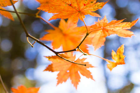 Autumn leaves in the light of the bright autumn sun are going to fly from treesの写真素材