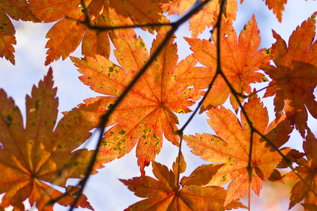 Autumn leaves in the light of the bright autumn sun are going to fly from trees