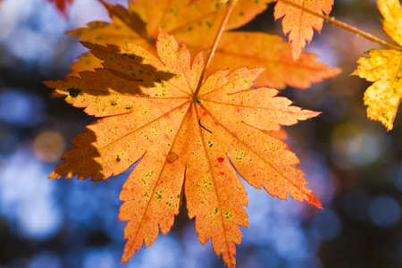 Autumn leaves in the light of the bright autumn sun are going to fly from trees