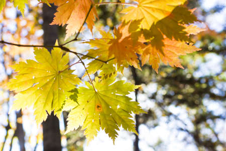 Autumn leaves in the light of the bright autumn sun are going to fly from treesの写真素材