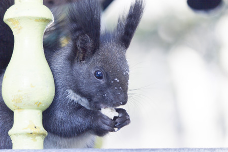 Squirrel in the bright sunny dayの写真素材