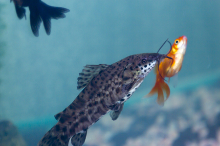 Fishes in an aquarium float in green water