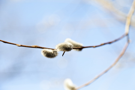 Willow branches in the bright sunny day in sun beamsの写真素材