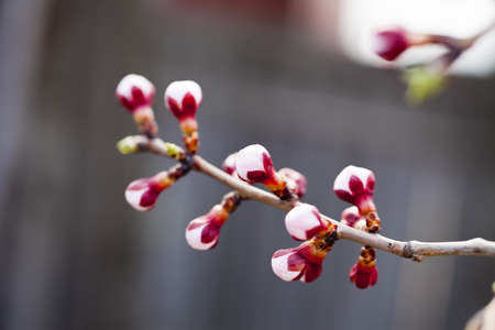 Blossoming cherry in the early spring in beams of a bright sunの写真素材