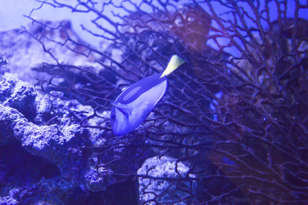 Fishes in an aquarium float and don't think of anything