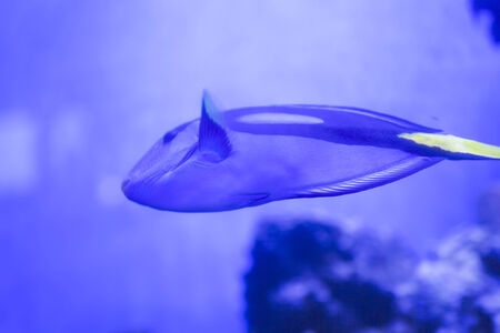 Fishes in an aquarium float and don't think of anythingの写真素材