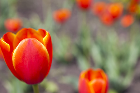 Red tulip against other tulips on a bedの写真素材