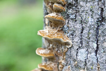 Mushrooms on a tree in a dense thicket