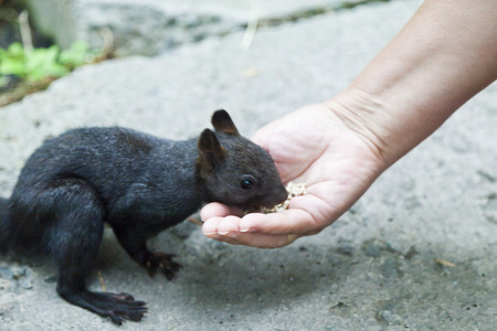 Little squirrel eating nuts in a dense forestの写真素材