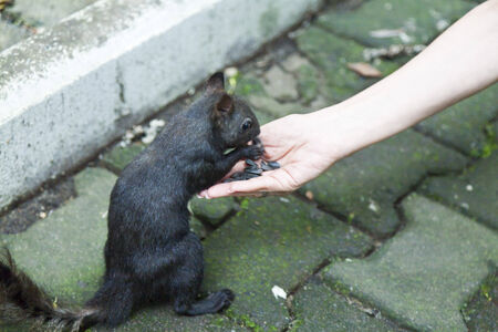 Little squirrel eating nuts in a dense forestの写真素材