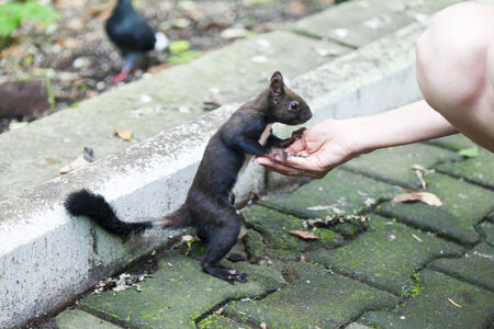Little squirrel eating nuts in a dense forestの写真素材
