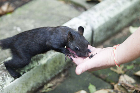 Little squirrel eating nuts in a dense forestの写真素材