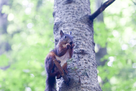 Little squirrel eating nuts in a dense forestの写真素材