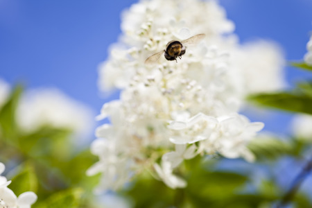 Bumblebee on flower collects nectar on a bright sunny day