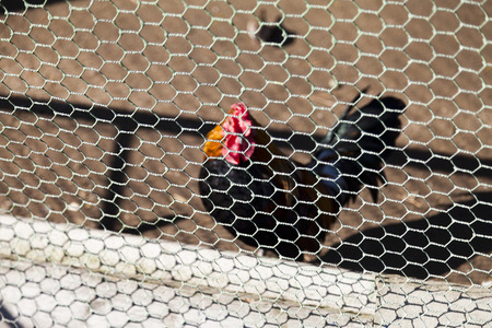 Chicken in a cage under the bright autumn sunの写真素材