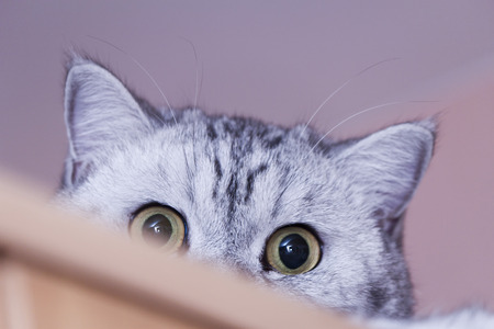 The big gray cat looks the huge eyesの写真素材