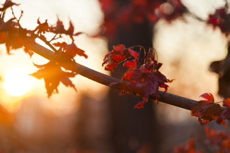 Autumn leaves in the light of the soft evening sunの写真素材