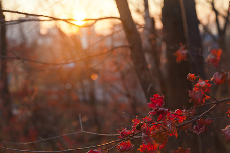 Autumn leaves in the light of the soft evening sun