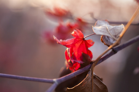 Autumn leaves in the light of the soft evening sunの写真素材