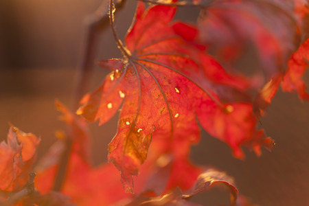 Autumn leaves in the light of the soft evening sun