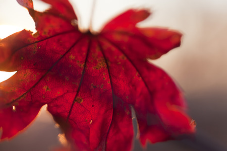 Autumn leaves in the light of the soft evening sun