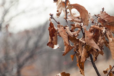 The dry leaves which remained on a tree are going to fly on the soilの写真素材