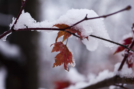 The last leaves are powdered with the first autumn snowの写真素材