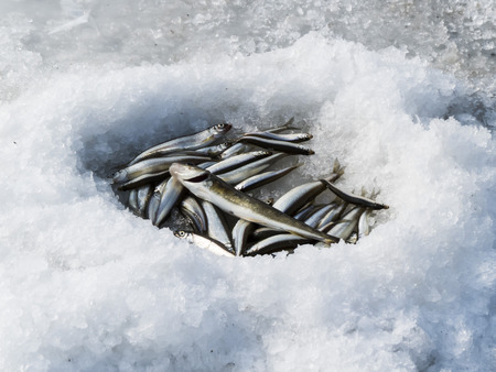 Winter fishing on ice of the frozen sea gulfの写真素材