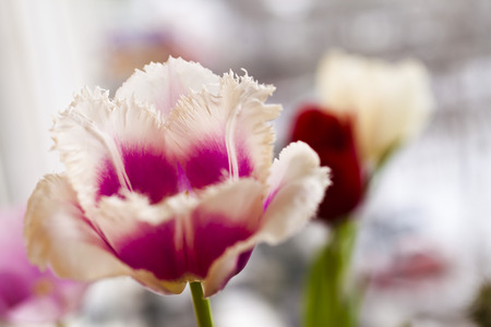 Tulips are presented on pleasure to the woman in the spring