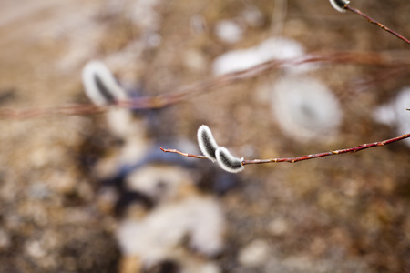 Flowers of a willow blossomed on a tree in the early springの写真素材