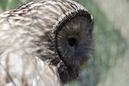 The eagle owl sits on the perch and watches everything aroundの写真素材