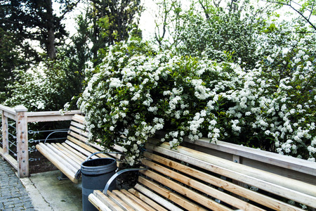 Spring flowers in green park early in the morningの写真素材