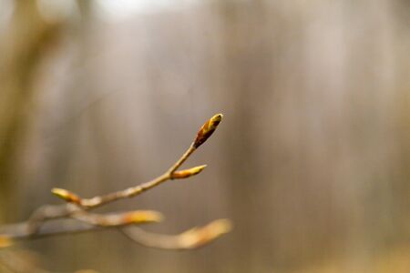 Young leaves on trees appear from kidneys in the spring