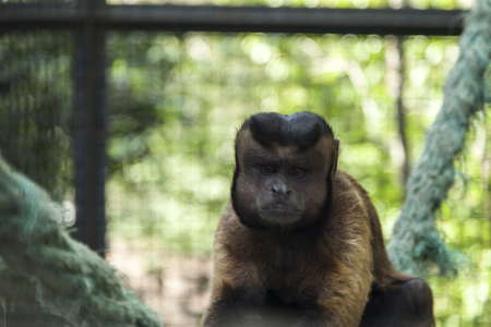 Monkeys in a cage wait when feed themの写真素材