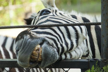 The zebra in a zoo very much wants to eatの写真素材