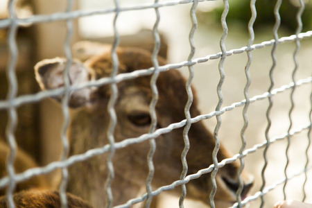 The deer in a cage very much grieves for free lifeの写真素材