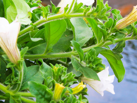 Spring flowers in green park early in the morningの写真素材