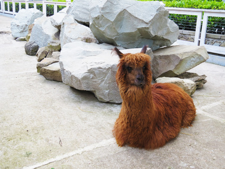 Lamas in a zoo lie and sadly look at visitorsの写真素材